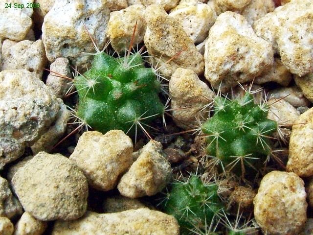 Mammillaria _grusonii _WH14a _11